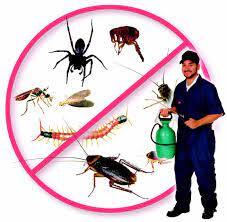 Cockroach Control