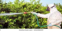 Insecticides &amp; Pesticides