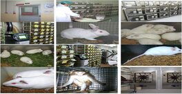 Research &amp; Lab For Animal