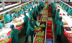 Food &amp; Agro Products Packaging