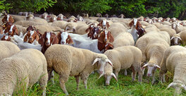 Sheep &amp; Goat Farm