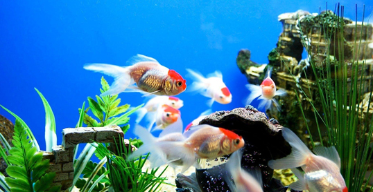 Fishes And Aquarium