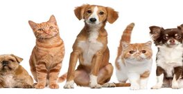 Pets & Animal Care