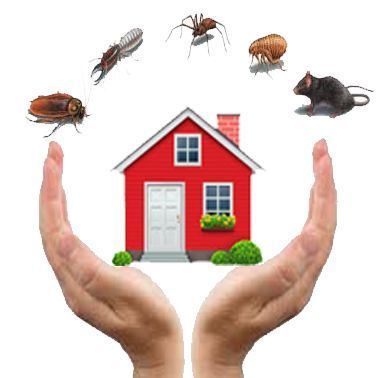 Pest Control Services